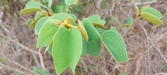 Bauhinia rufa