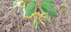 Bauhinia rufa