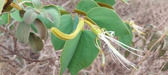 Bauhinia rufa