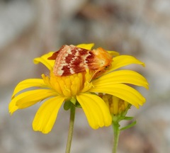 Schinia fulleri