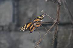 Eresia phillyra phillyra