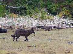 Canis lupus crassodon