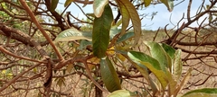 Eremanthus