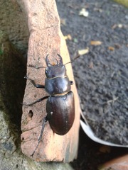 Lucanus tetraodon