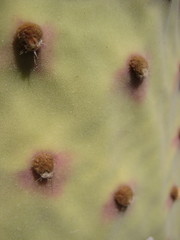 Opuntia rufida