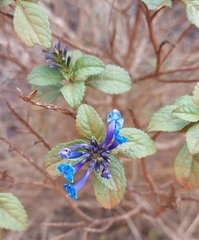 Stachytarpheta glabra