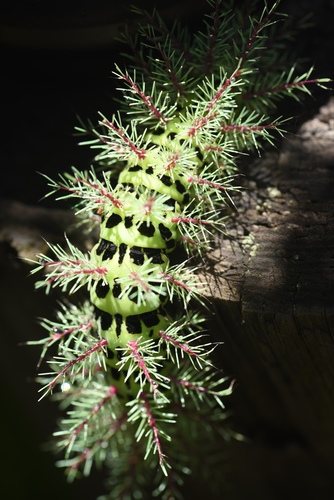 Automeris metzli