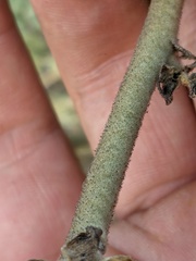 Malacothamnus aboriginum