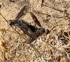 Poecilanthrax californicus