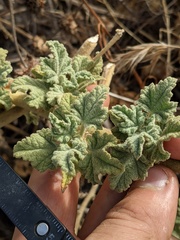 Malacothamnus aboriginum