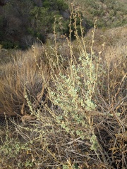 Malacothamnus aboriginum