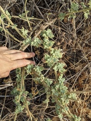 Malacothamnus aboriginum