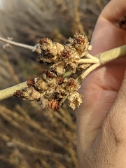 Malacothamnus aboriginum