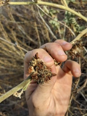 Malacothamnus aboriginum