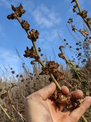 Malacothamnus aboriginum