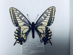 Papilio machaon dodi