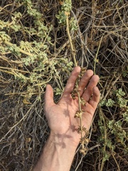 Malacothamnus aboriginum