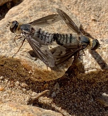 Poecilanthrax californicus
