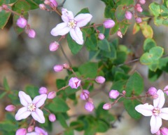 Boronia ovata