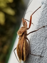 Ploeogaster