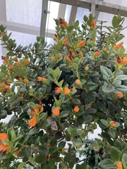 Nematanthus gregarius