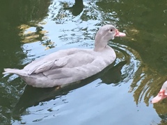Cairina moschata domestica