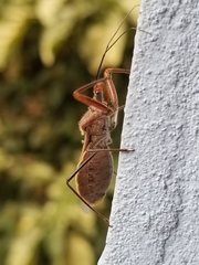 Ploeogaster