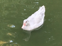 Cairina moschata domestica