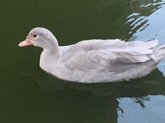 Cairina moschata domestica