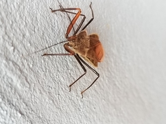 Ploeogaster