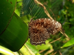 Elymnias casiphone casiphone