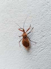 Ploeogaster