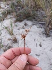 Cyperus grayi