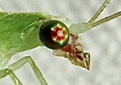 Chrysopodes collaris