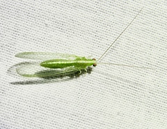 Chrysopodes collaris