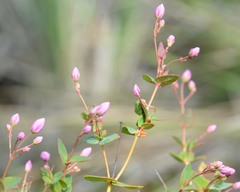 Boronia ovata