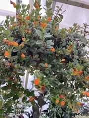 Nematanthus gregarius