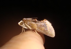 Lepidoptera