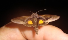 Lepidoptera