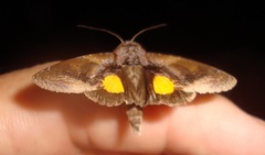 Lepidoptera