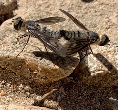 Poecilanthrax californicus