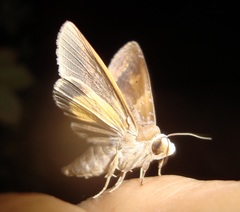 Lepidoptera