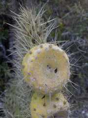 Opuntia huajuapensis
