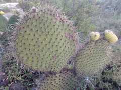 Opuntia huajuapensis