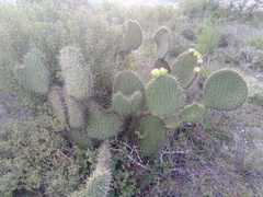 Opuntia huajuapensis