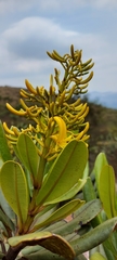 Vochysia thyrsoidea