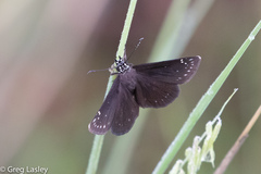 Pholisora