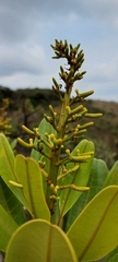 Vochysia thyrsoidea