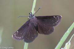 Pholisora