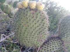 Opuntia huajuapensis